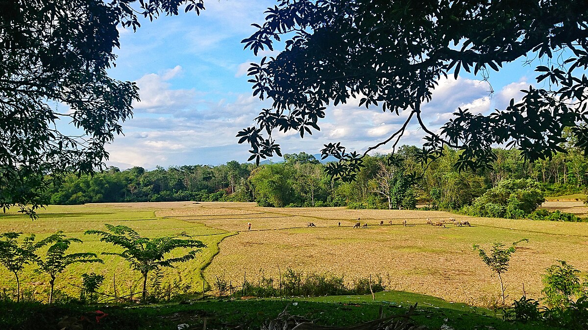 Pemandangan Sawah dan Pematang di Nagari Pematang Panjang