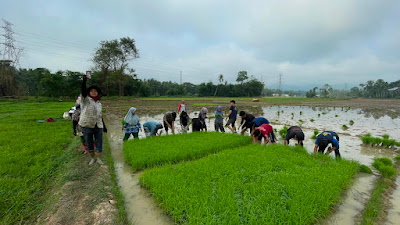 WUJUD NYATA PENGABDIAN MASYARAKAT: MAHASISWA KKN II REGULER UNAND TURUN KE SAWAH MEMBANTU KWT JORONG KOMAN KACIAK MENANAM PADI